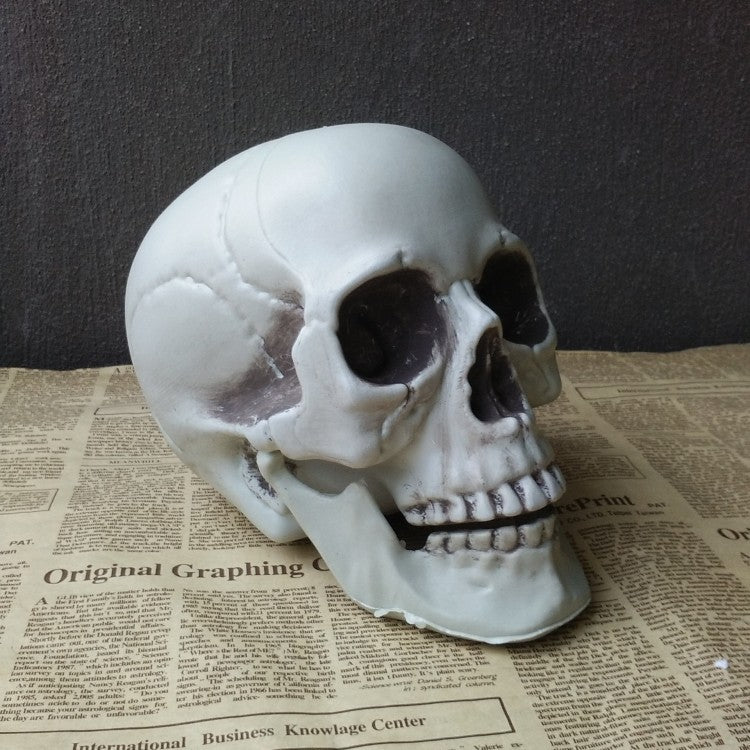 Realistic Halloween Skull Prop