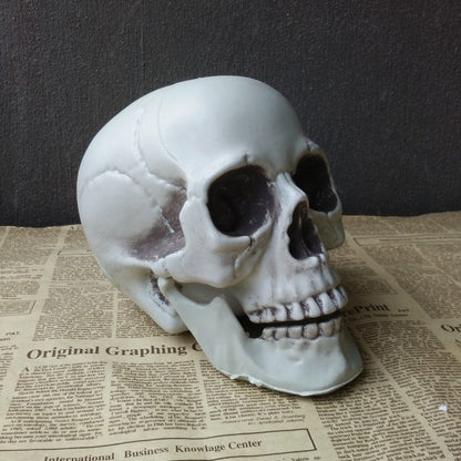 Realistic Halloween Skull Prop