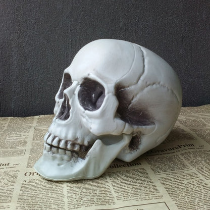 Realistic Halloween Skull Prop
