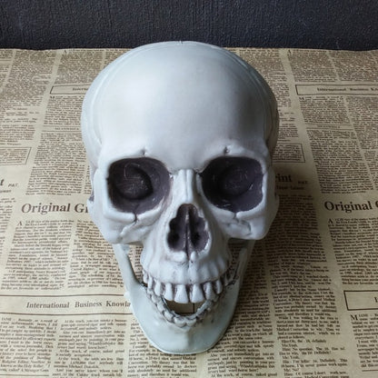 Realistic Halloween Skull Prop