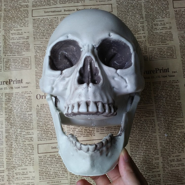 Realistic Halloween Skull Prop