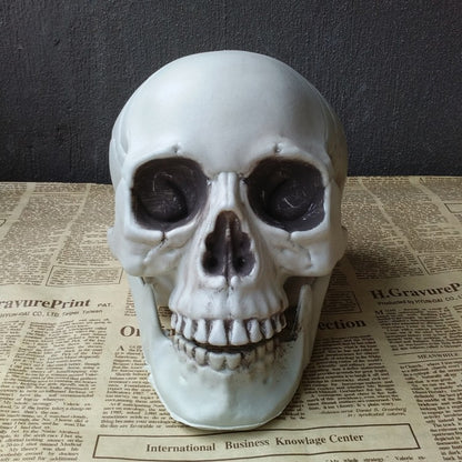 Realistic Halloween Skull Prop